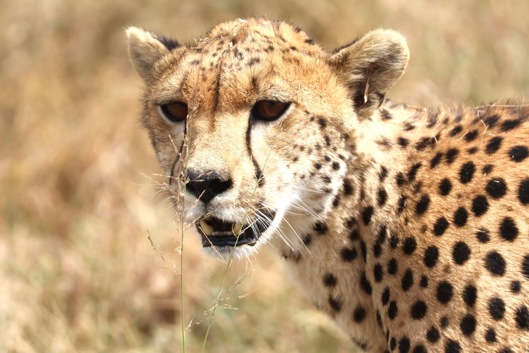 Arusha: 6-Day Northern Tanzania Safari