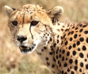 Arusha: Safari de 6 dias no Norte da Tanzânia