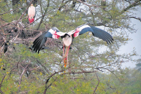 Da Nuova Delhi: Tour di un giorno del Parco Nazionale di Sultanpur in auto