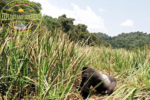 Von Kigali aus: Kauzi-Biega National Park Gorilla Trekking Tour