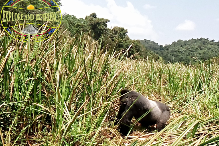 Von Kigali aus: Kauzi-Biega National Park Gorilla Trekking Tour