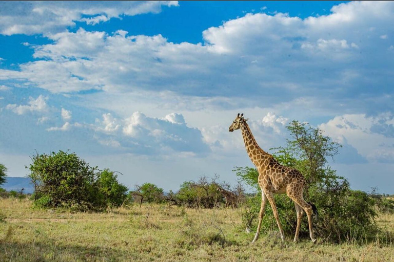 Safari di 2 giorni da Zanzibar al Tarangire e al cratere Ngorongoro