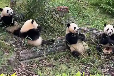 From Chengdu: Leshan Giant Buddha and Panda Base Day Trip