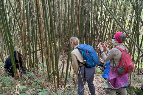 Passeio de 3 dias ao Gorila Mgahinga Gorilla NP Uganda via Ruanda