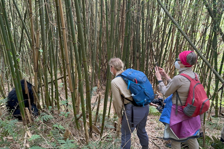 Passeio de 3 dias ao Gorila Mgahinga Gorilla NP Uganda via Ruanda