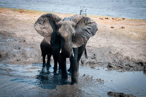 Livingstone: Chobe National Park & Victoria Falls 2-Day Tour