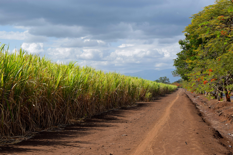 Moshi : Excursion à vélo dans les plantations de sucre