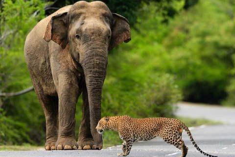 Yala: Private Safari with Local Return or Ella Transfer South Coast Pickup: Yala Safari & Ella Hotel Drop-Off