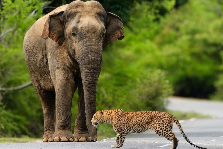 Yala: Private Safari with Local Return or Ella Transfer South Coast Pickup: Yala Safari & Ella Hotel Drop-Off