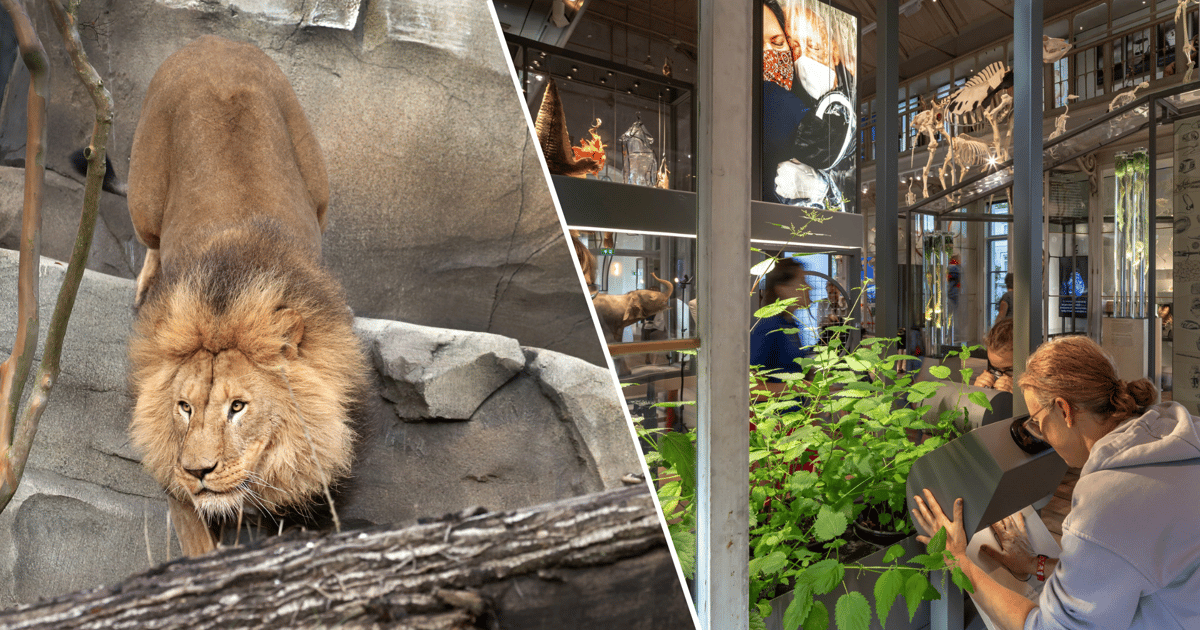 Amsterdam: ARTIS Royal Zoo Und ARTIS Groote Museum Ticket | GetYourGuide