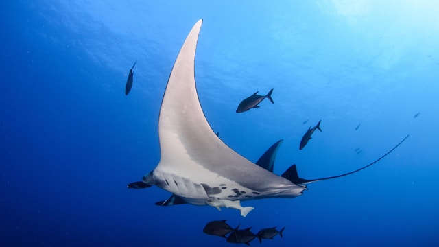 Muscat - Beleef een onvergetelijk 2-tank duikavontuur