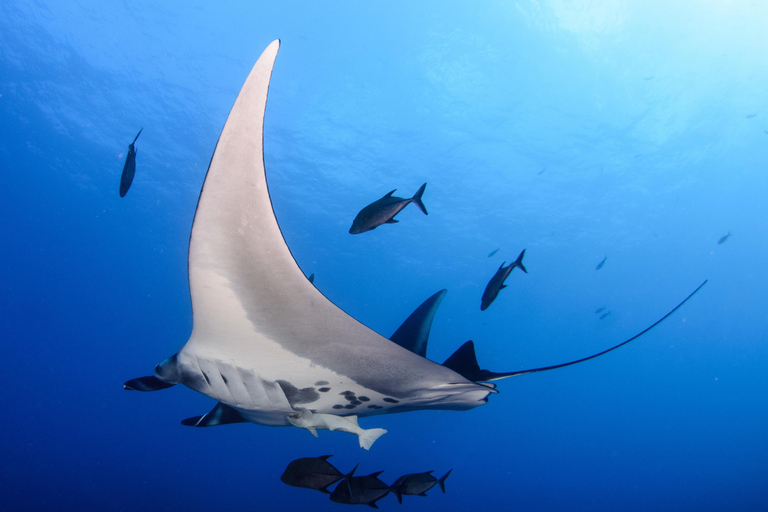 Mascate - Vive una inolvidable aventura de buceo con 2 tanques