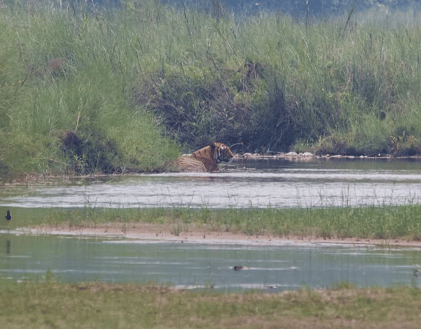 7-Day Royal Bengal Tiger & One-horned Rhino in Bardiya