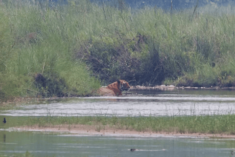 7-Day Royal Bengal Tiger & One-horned Rhino in Bardiya