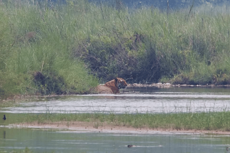7-Day Royal Bengal Tiger & One-horned Rhino in Bardiya