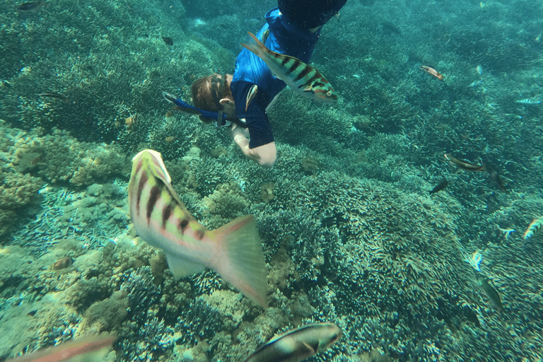 Sanur: Sessão de mergulho com snorkel na área costeira