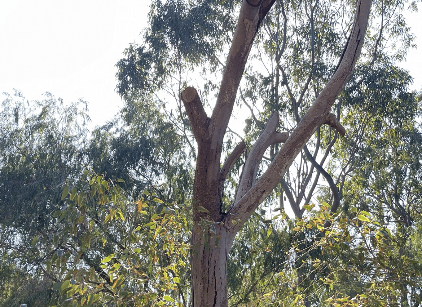 Perth: Solnedgang og stjernekiggeri i Pinnacles Desert med middag