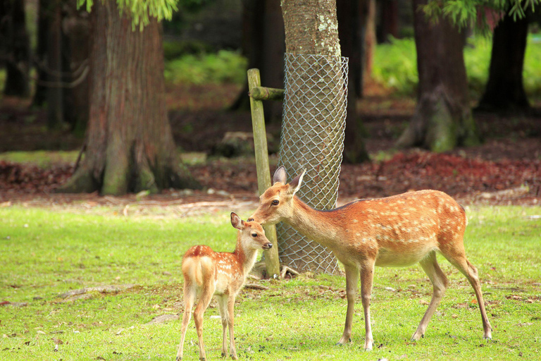 Day tour of Kyoto+Nara, Fushimi Inari Taisha+Arashiyama