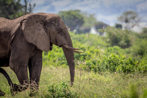 14-días-rwanda-uganda-lujo-seguimiento-de-gorilas-chimpancés