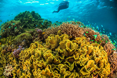 Upptäck en fantastisk revsnorkeltur från Cancun!