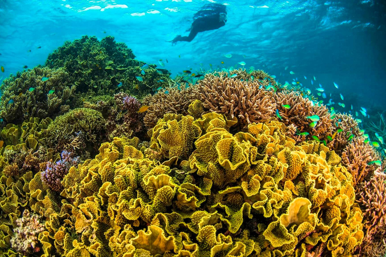 Upptäck en fantastisk revsnorkeltur från Cancun!