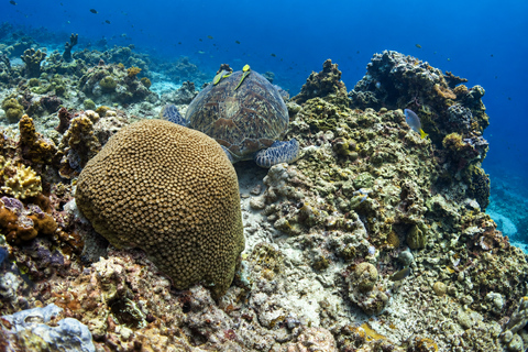 Coron: Dugong and Turtle Watching Tour w/ Lunch & Transfers