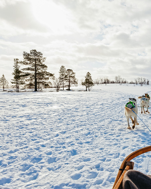 Tromsø Huskies y trineos de perros: lo MEJOR de 2024 - Cancelación GRATIS