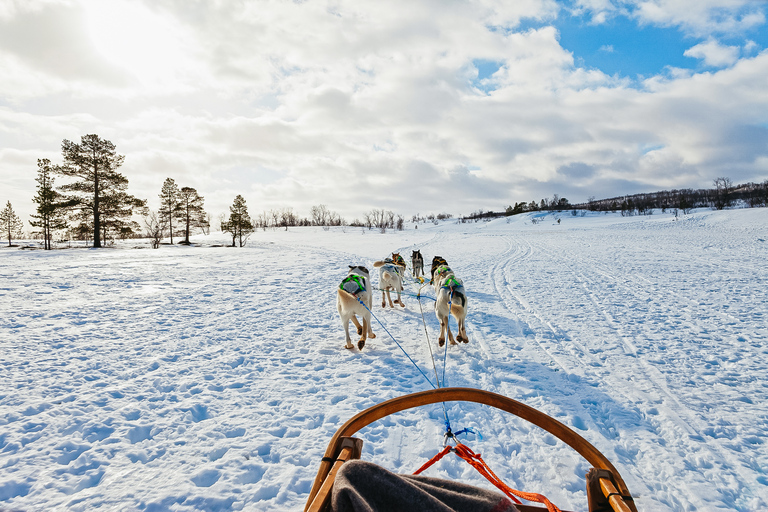 Tromsø: Samodzielna przejażdżka zaprzęgiem husky z tradycyjnym lunchem