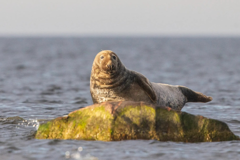 Estonia: Malusi Islands Seal-Watching Boat Trip