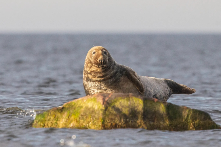 Estonia: Malusi Islands Seal-Watching Boat Trip