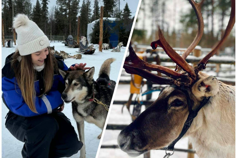 Sami Spirit: Reindeer Ride with a Sami Herder