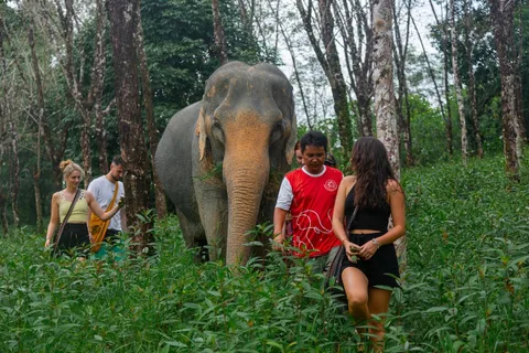 Khaolak: Sunset Elephant Walk with Complimentary Cocktail