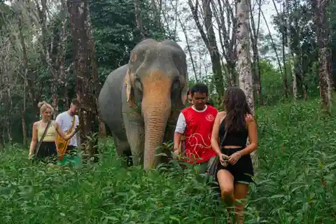 Khaolak: Sunset Elephant Walk with Complimentary Cocktail