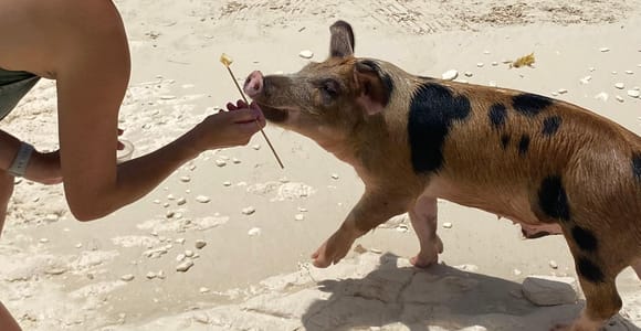 Rose Island: Pig Beach, Snorkeling, Sea Turtles, Beach