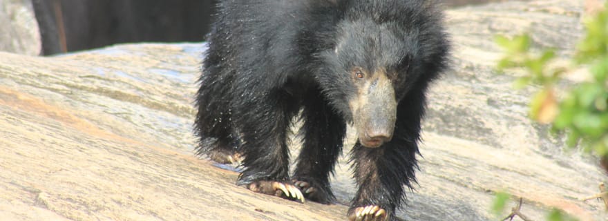 De : Mirissa - YALA Safari - Jusqu'à : Ella (Offre spéciale)