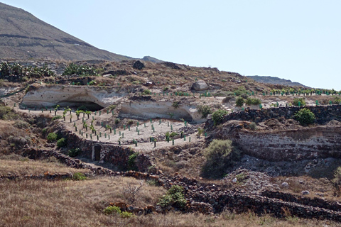 圣托里尼：有机农场私人农业教育之旅圣托里尼岛：私人农业教育参观有机农场