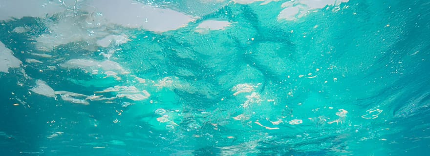 Puerto Aventuras : interaction avec les dauphins, les lamantins et les otaries