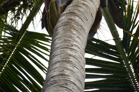 Farma przypraw, Stone Town, Prison Island i piaszczysta łacha NakupendaWYCIECZKA PRYWATNA BEZ ODBIORU Z HOTELU I TRANSPORTU POWROTNEGO