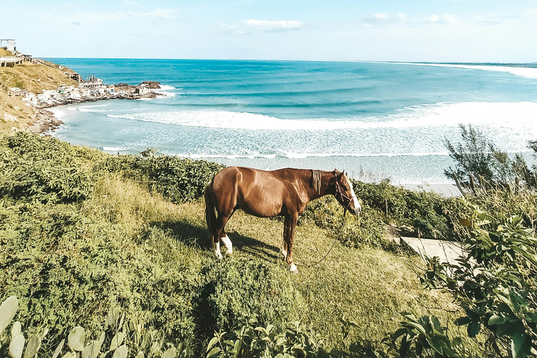 Fiji: Scenic Mountain View Horseback Experience