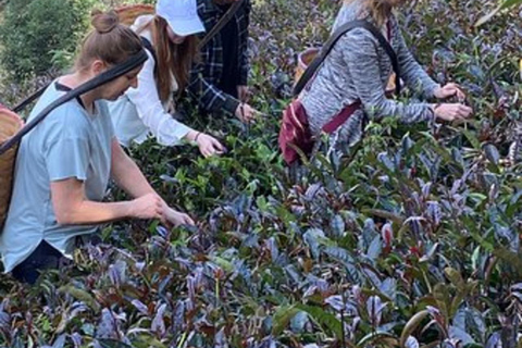 Nairobi: Purple Tea Farm Tour & Tasting Daytrip