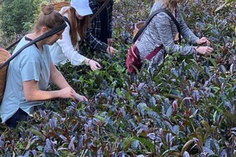 Nairobi: Purple Tea Farm Tour & Tasting Daytrip