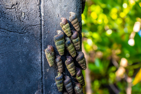 Exploring Nature's Treasures: A Private Day Trip in Diani Exploring Nature's Treasures: A Day Trip in Diani