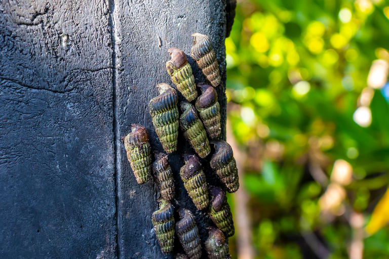 Exploring Nature's Treasures: A Private Day Trip in Diani Exploring Nature's Treasures: A Day Trip in Diani