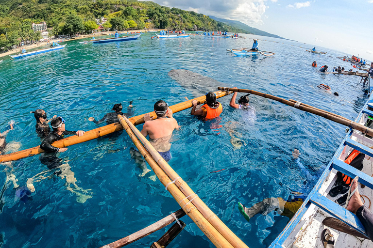 Oslob: Walhaie und Moalboal Sardine Run, MeeresschildkrötenOslob Walhaie und Moalboal Sardine Run, Meeresschildkröten