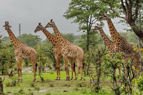 Phezulu Safari Park & Tala Game Reserve Tour From Durban