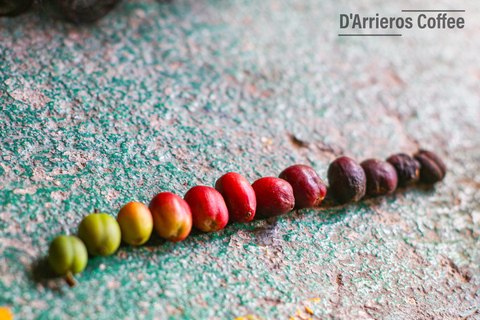 From Medellin: Coffee and Comuna 13 Tour with PRIVATE transportation From Medellin: Coffee Tour and Comuna 13 with PRIVATE transportation