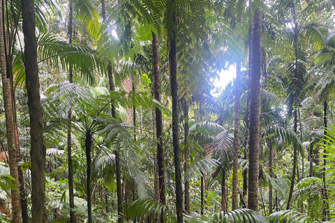 San Cristóbal Excursión al Monte Liamuiga