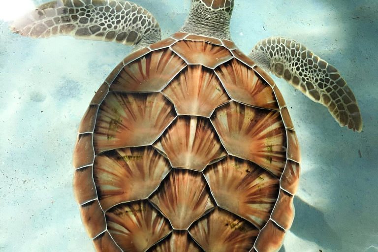 Zanzibar: Simma med sköldpaddor i Salaam-grottan och en bevarande-turKizimkazi: Salaam-grottan, simma med sköldpaddor och bevarande