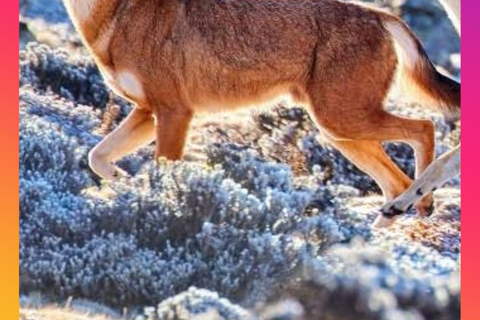 Addis Abeba: 8-tägige Tour zu den Bale Mountains und dem Maze Park mit Wildtieren