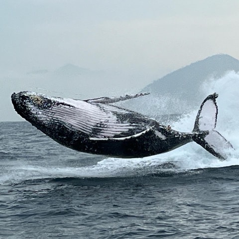 The Rio´s Ultimate Whale Whatching Experience